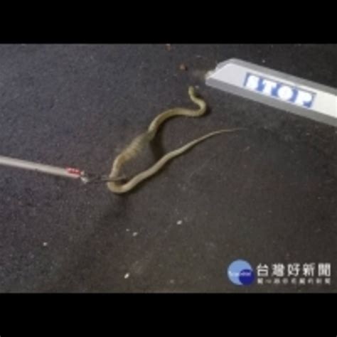 台灣斗內排行 出門看到蛇